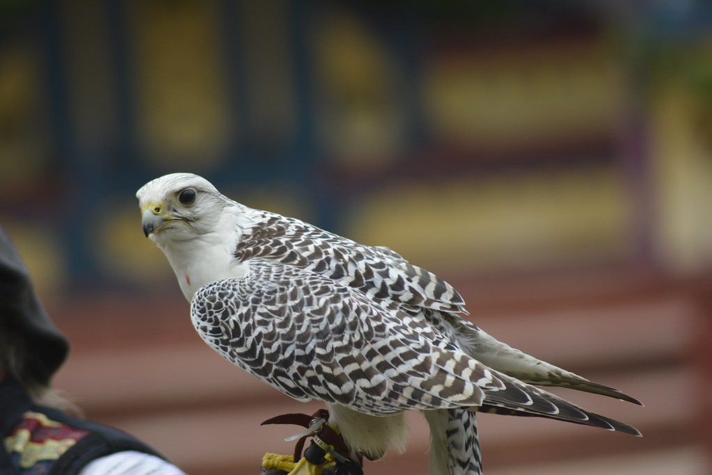 A Gyrfalcon with white and black mottled plumage perches on a gloved hand.