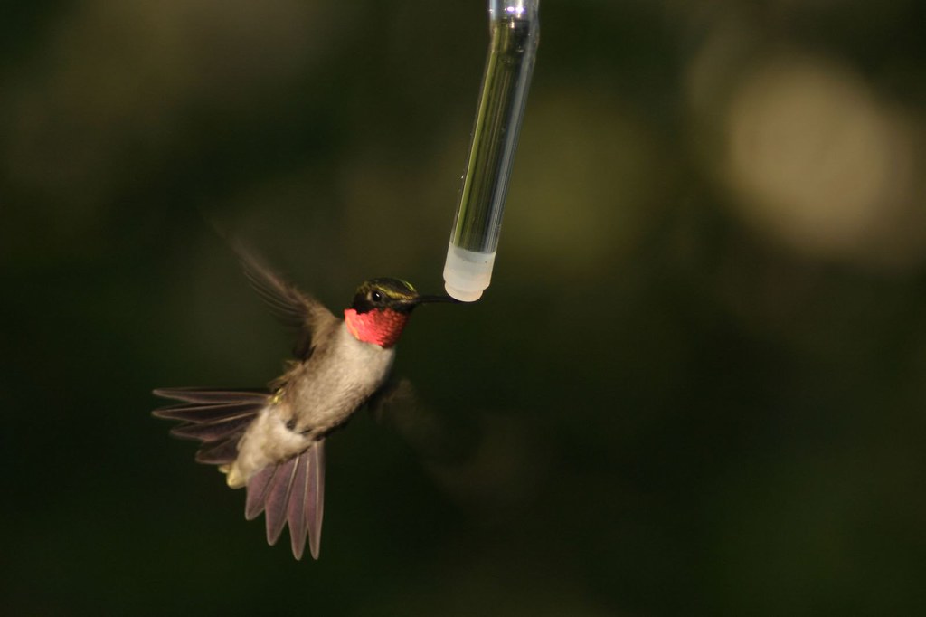 A Ruby-throated Hummingbird hovers while feeding from a clear feeder.