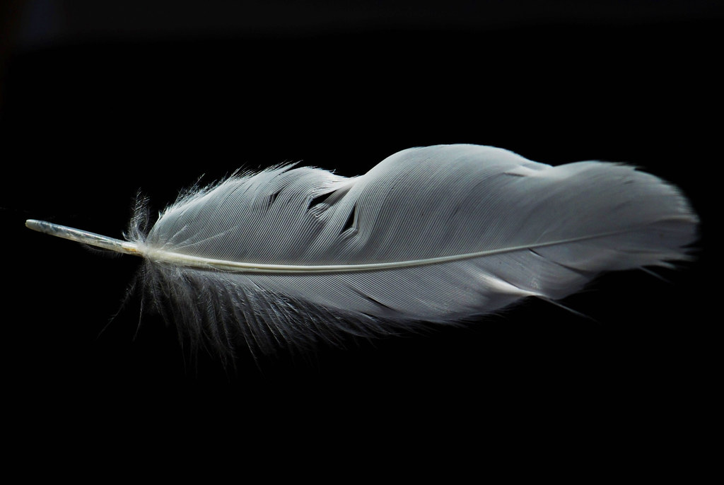 A single light-colored feather rests horizontally against a stark black background.
