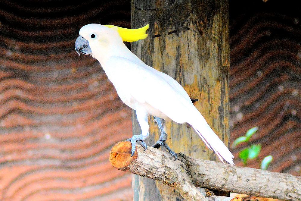 A white cockatoo with a bright yellow crest perches on a rustic wooden branch.