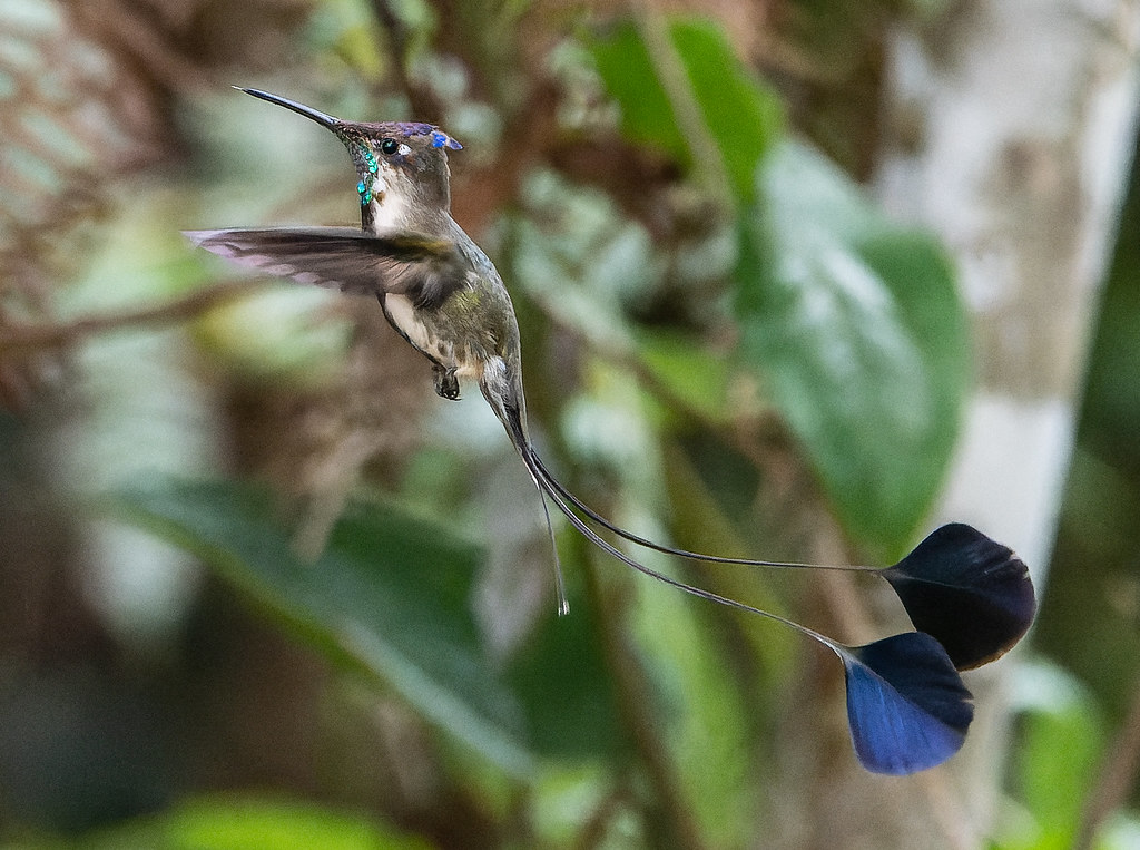 A Marvelous Spatuletail hummingbird in flight displays its unique tail spatules.