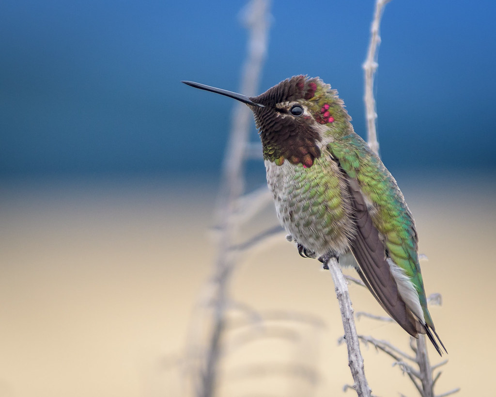 A vibrant Anna's hummingbird perches on a bare branch.