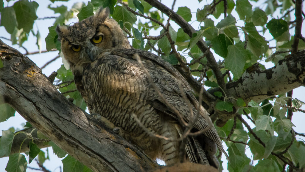 A Great Horned Owl perches on a tree branch, looking directly at the camera with its yellow eyes.