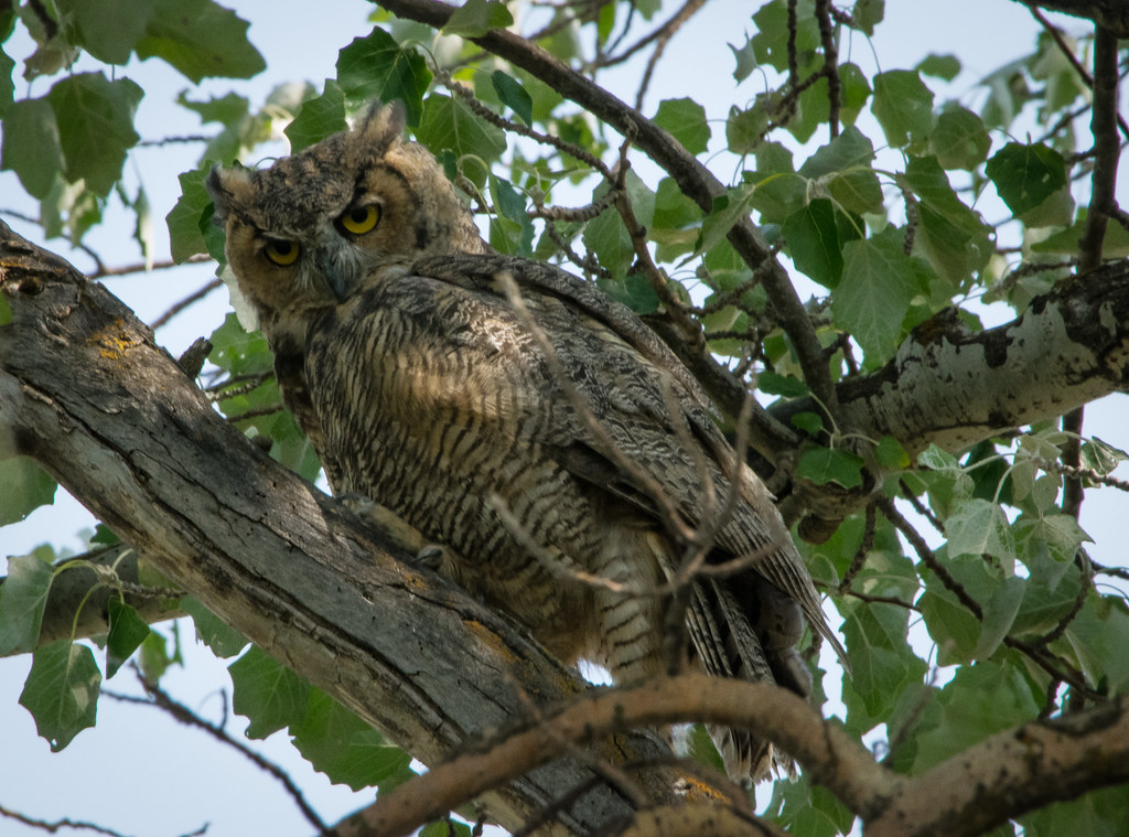 A Great Horned Owl perches on a tree branch, looking directly at the camera with its yellow eyes.