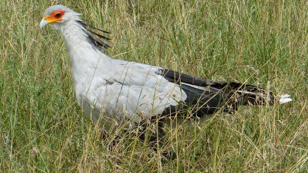 Female Secretary Bird standing tall on grassy terrain