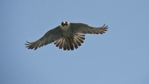 A peregrine falcon soars through a clear blue sky, its wings spread wide.