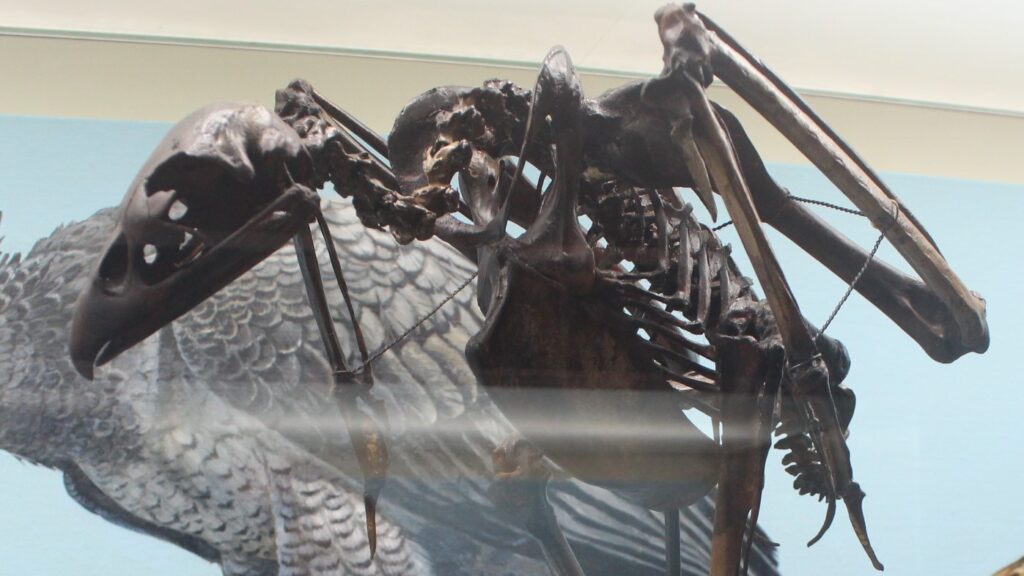 Skeleton of Buteogallus woodwardi (Woodward's Eagle) from La Brea Tar Pits