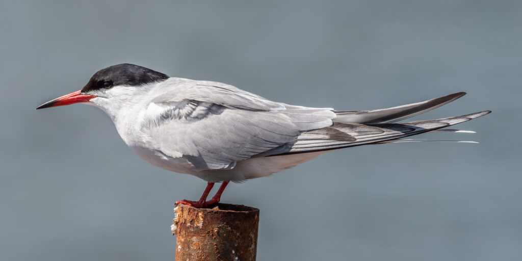 A Common Tern with a black cap, red and black beak, and grey wings perches on a post.