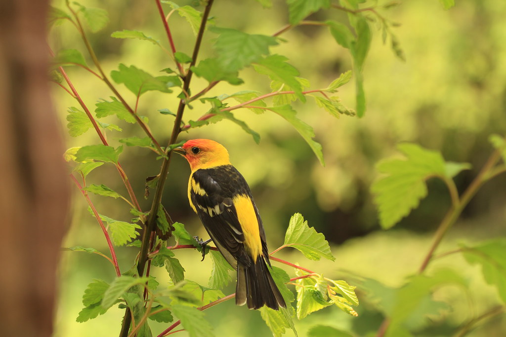 A Western Tanager with an orange head and yellow body perches among green leaves.