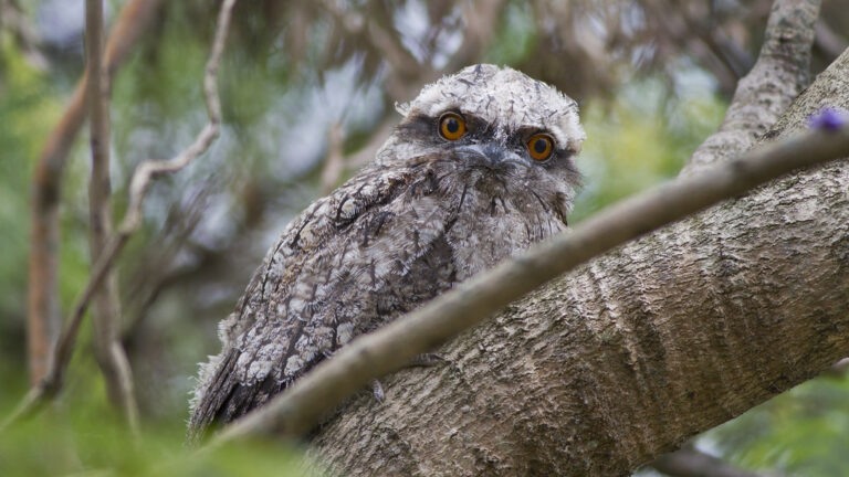 A Tawny Frogmouth, with mottled grey and white feathers and striking orange eyes, blends into a tree branch.