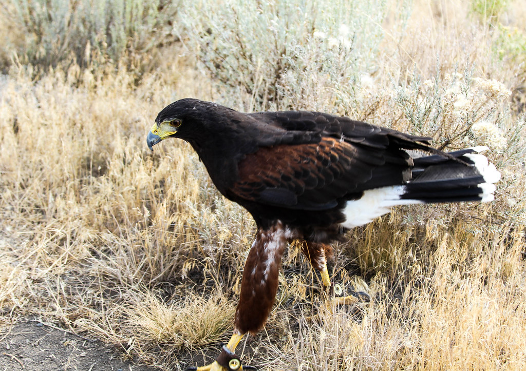 A sleek Harris's Hawk with dark and reddish-brown plumage stands in dry grass.