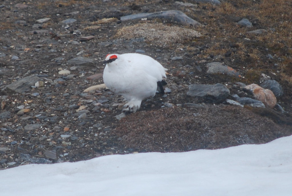 A Rock Ptarmigan in white winter plumage stands on rocky, snowy ground.