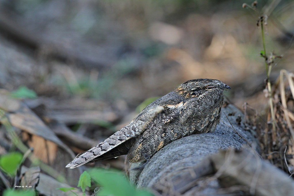 A European Nightjar with mottled grey plumage rests camouflaged on a log.