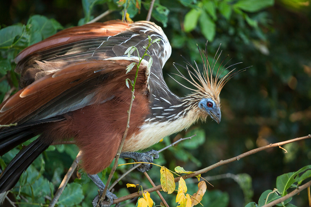 A Hoatzin bird with a large spiky crest and blue eye markings perches on a branch.