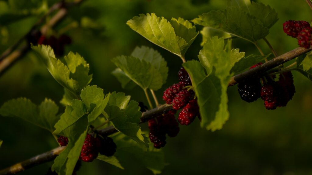 Mulberry plant with ripe berries on leafy branches