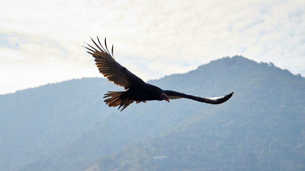 Andean Condor flying over forested mountain