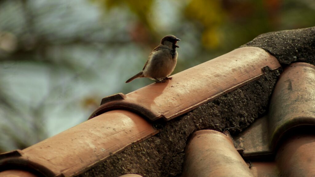 Small bird perched on a residential rooftop