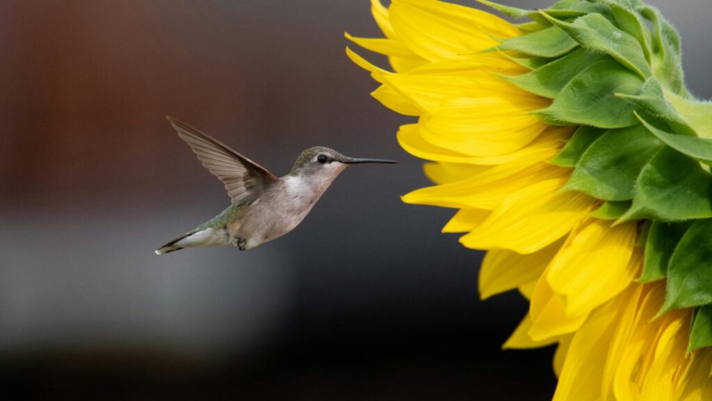 A hummingbird hovers near a bright sunflower.