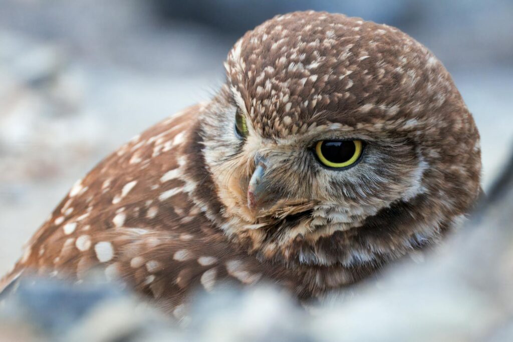 A close-up of a Burrowing Owl, showing its bright yellow eyes and mottled brown plumage.