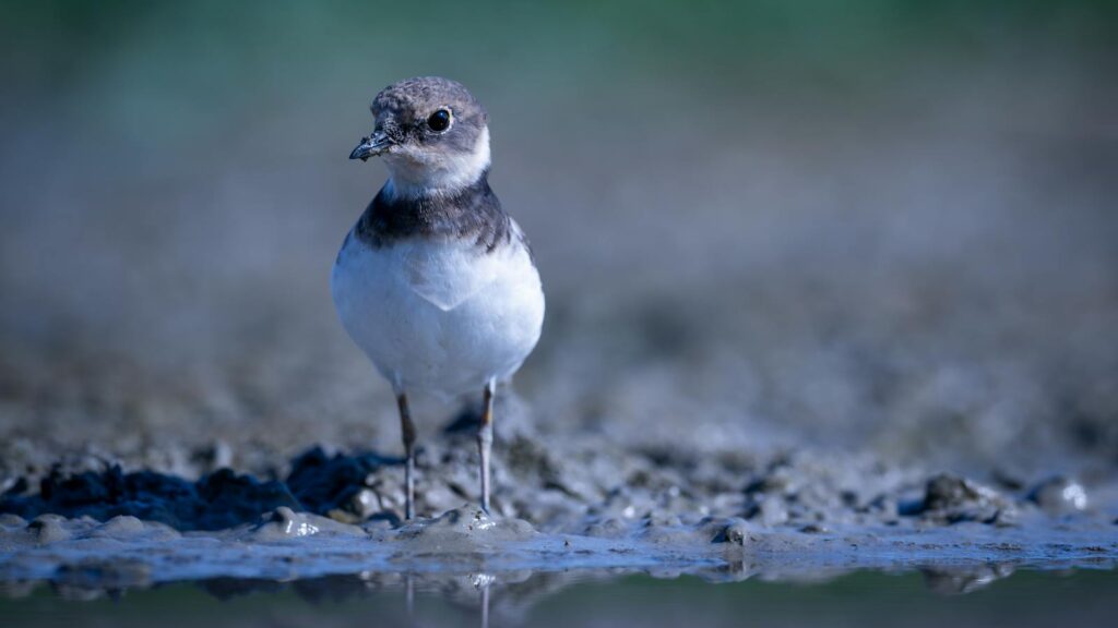 A small bird standing on muddy ground with a blurred background.