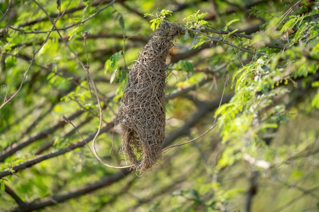 Baya weaver bird nest intricately woven on an Acacia tree branch.