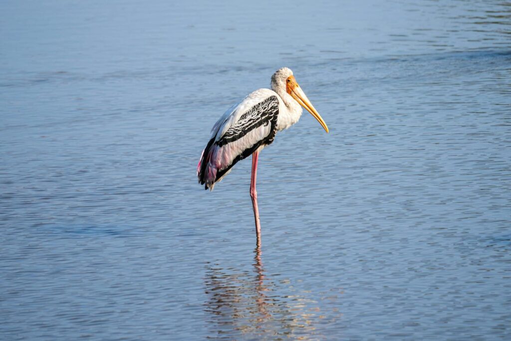 A painted stork elegantly sleep on leg in the water, showcasing natural beauty.