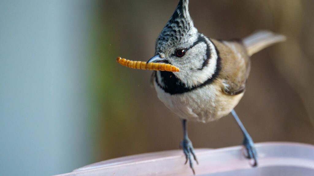 Crested Tit holding a mealworm while perched on a clear plastic bird feeder