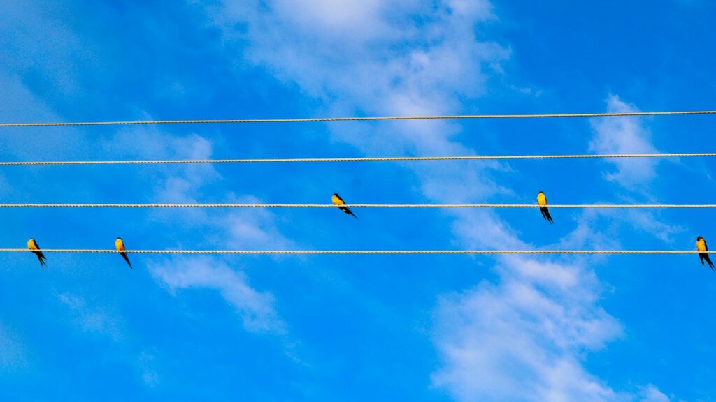 Group of swallows perched on electricity wires