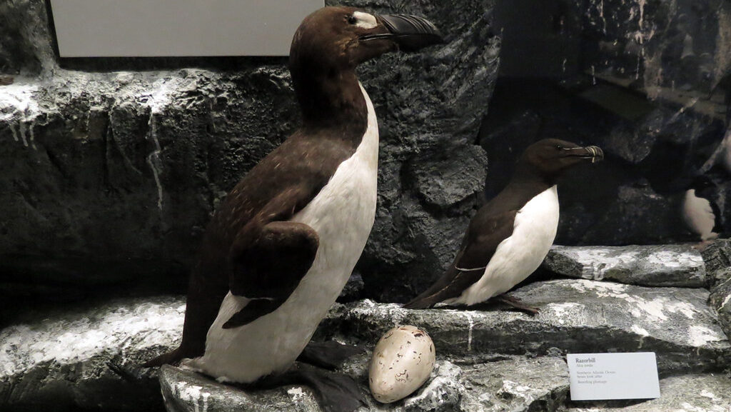 A museum exhibit features two taxidermy Great Auk specimens with an egg on a rocky display.