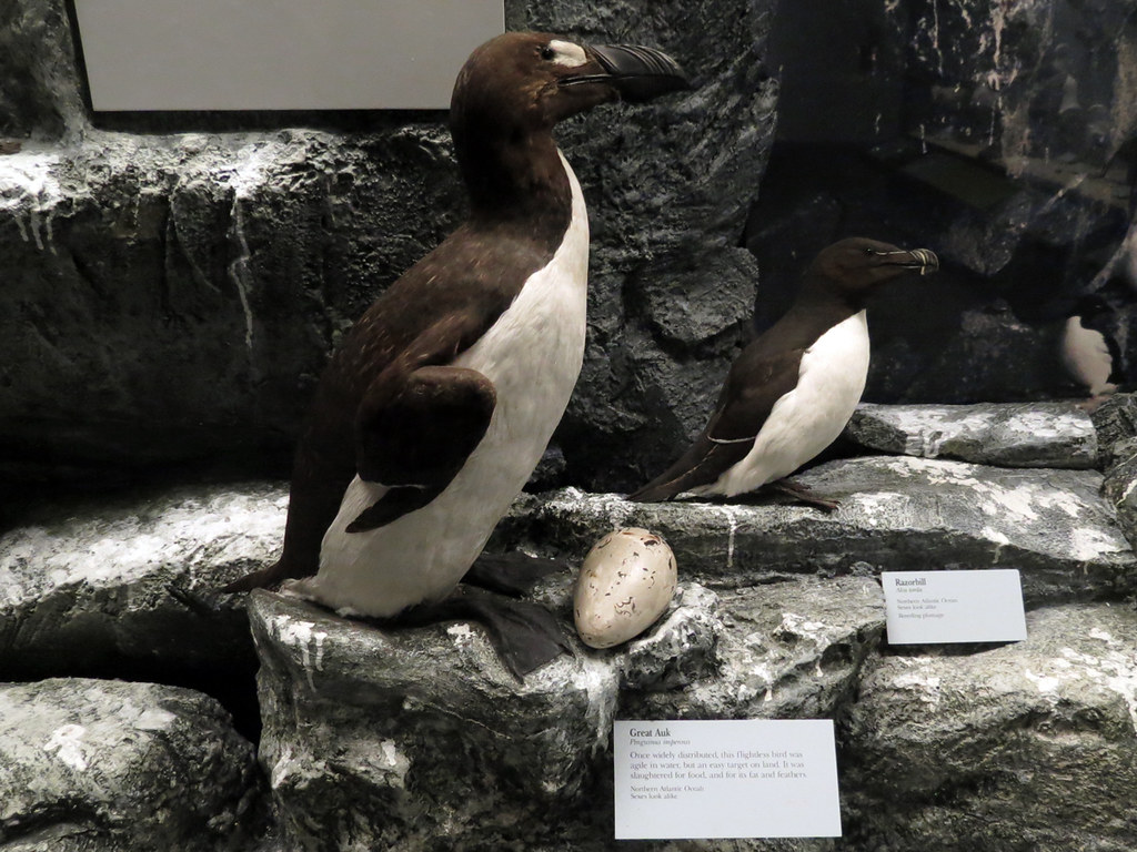 A museum exhibit features two taxidermy Great Auk specimens with an egg on a rocky display.