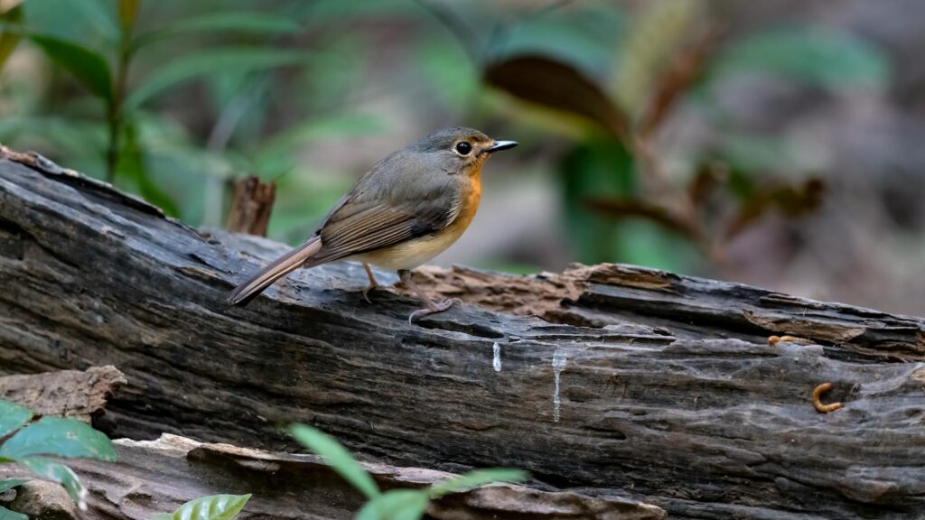 Small European Robin resting on a wooden log