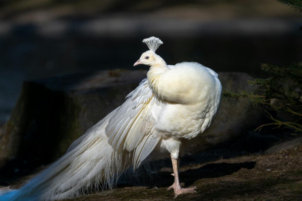 A graceful white peacock displays its feathers in a natural outdoor setting.