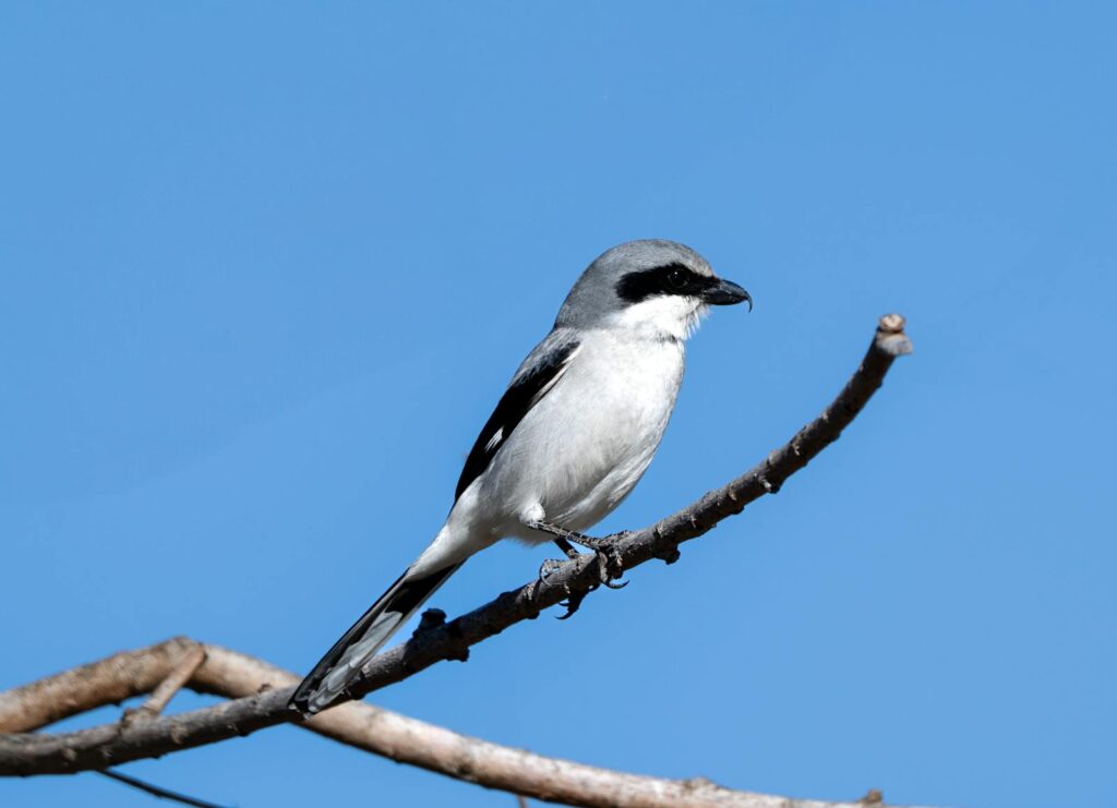 A Loggerhead Shrike perches on a branch, showcasing its grey and white plumage.