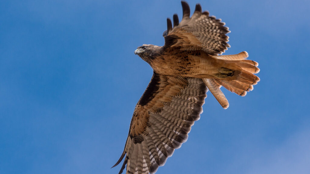 A powerful Red-tailed Hawk soars with wings fully extended against a clear blue sky.
