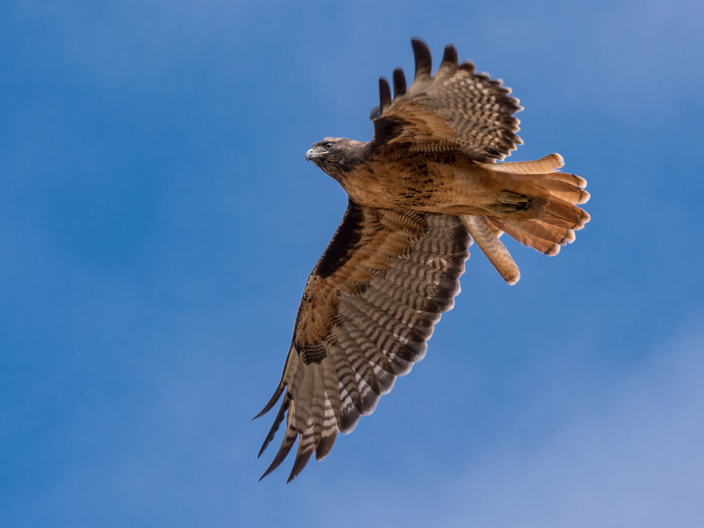A powerful Red-tailed Hawk soars with wings fully extended against a clear blue sky.