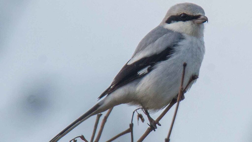 Great Grey Shrike perched at the tip of a bare branch