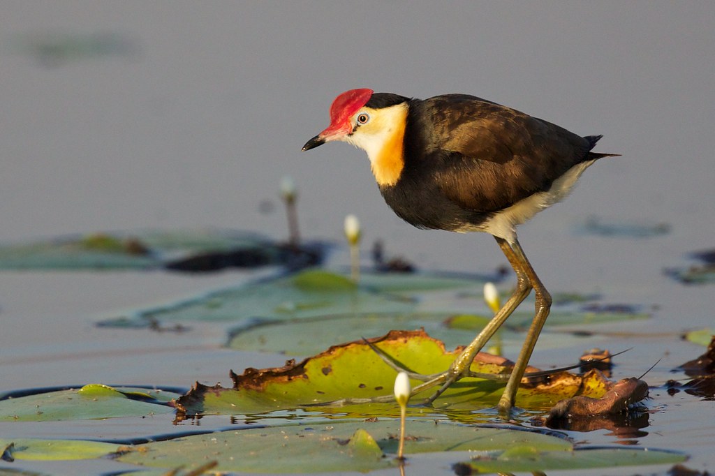A Comb-crested Jacana with a red comb and yellow chest walks on lily pads.