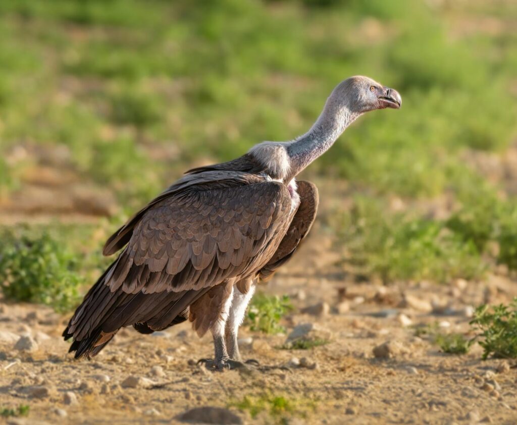 A Rüppell's Griffon Vulture in its natural setting, capturing intricate plumage details.
