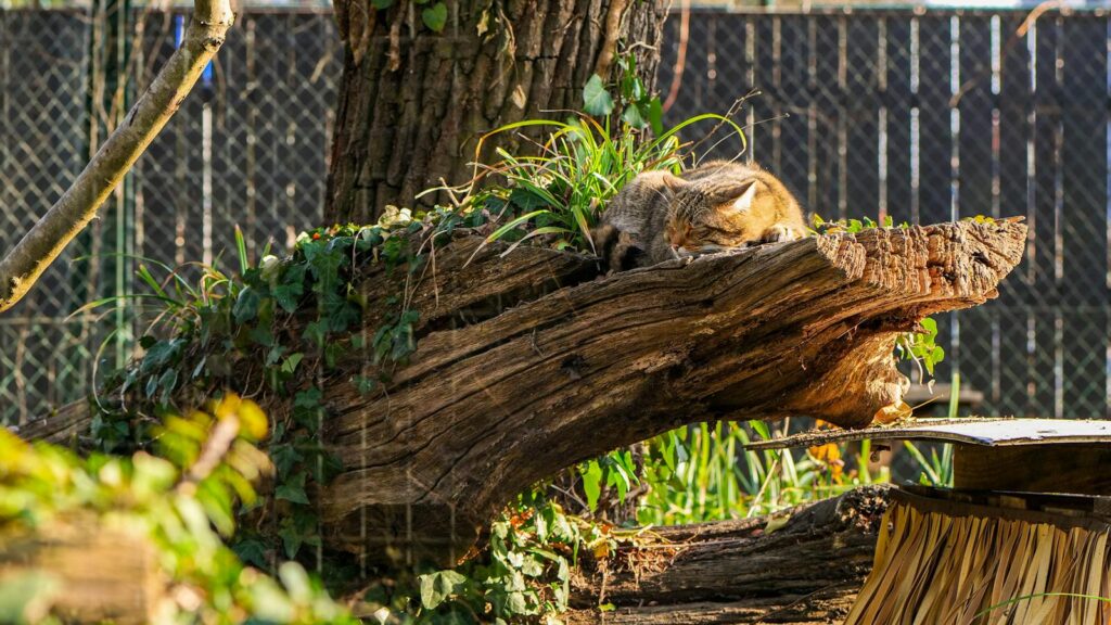 Cat peacefully napping on a wooden log in a lush garden