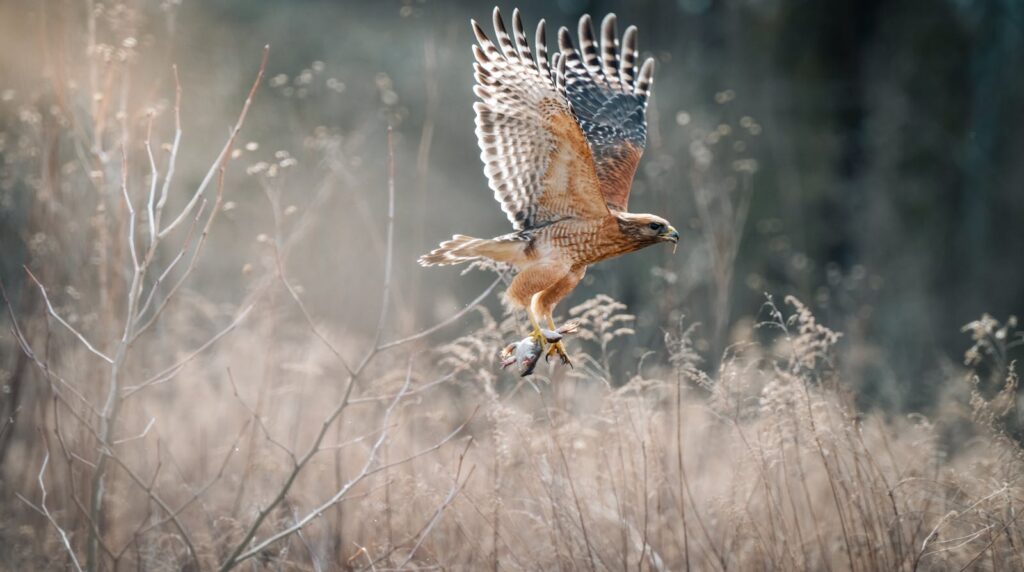 A red-shouldered hawk descends with its wings spread, carrying prey in its talons.