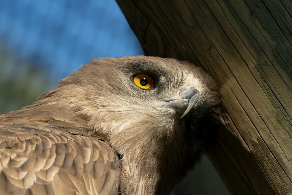 A close-up of a Short-toed Snake Eagle shows its intense yellow eye and feathery head.