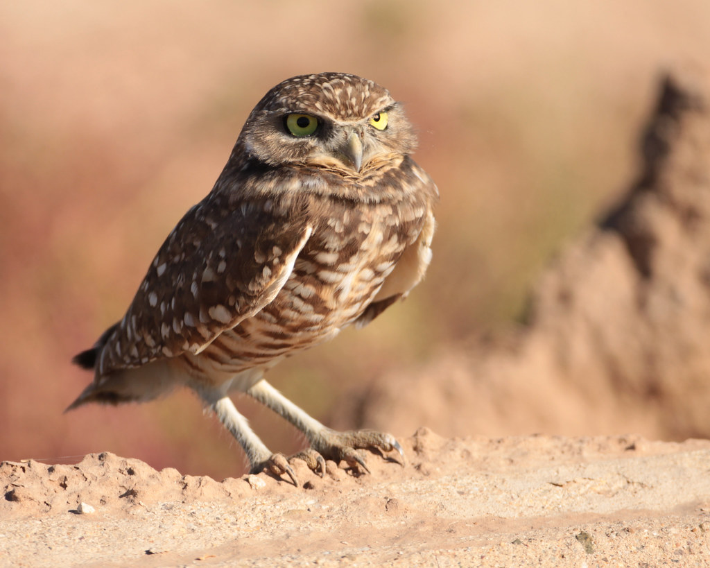 A watchful Burrowing Owl with bright yellow eyes and spotted plumage stands on a rocky surface.
