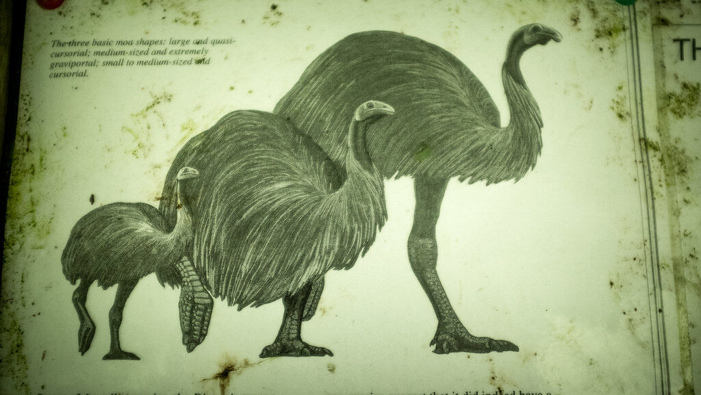 Illustration of extinct Moa bird, a flightless giant from New Zealand