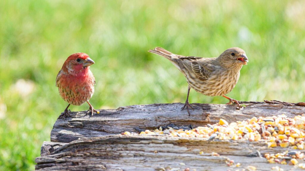 Two birds pecking at corn seeds placed on a wooden log
