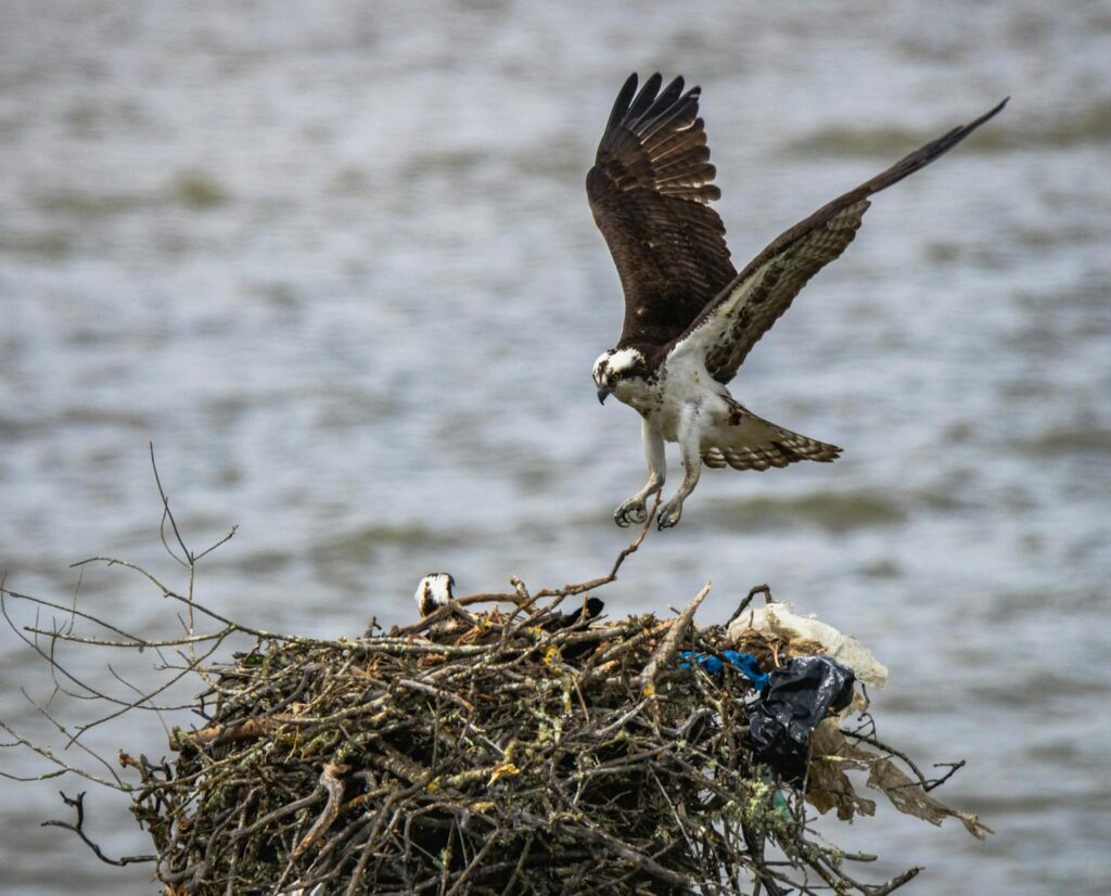 An osprey gracefully lands on its nest by the waterside, showcasing nature's beauty.