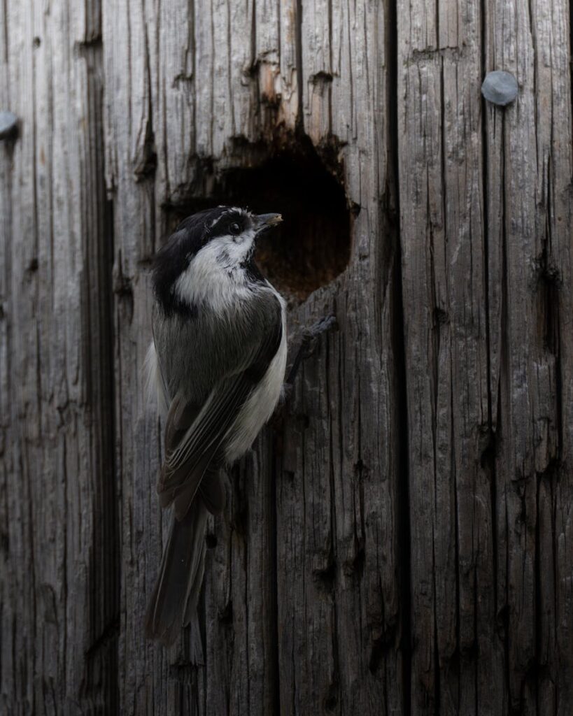 Chickadee perched at the entrance hole of its nest cavity