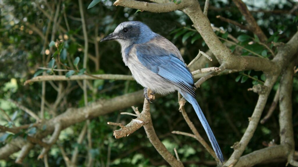 A Florida Scrub Jay perched on a branch in Ocala, Florida.