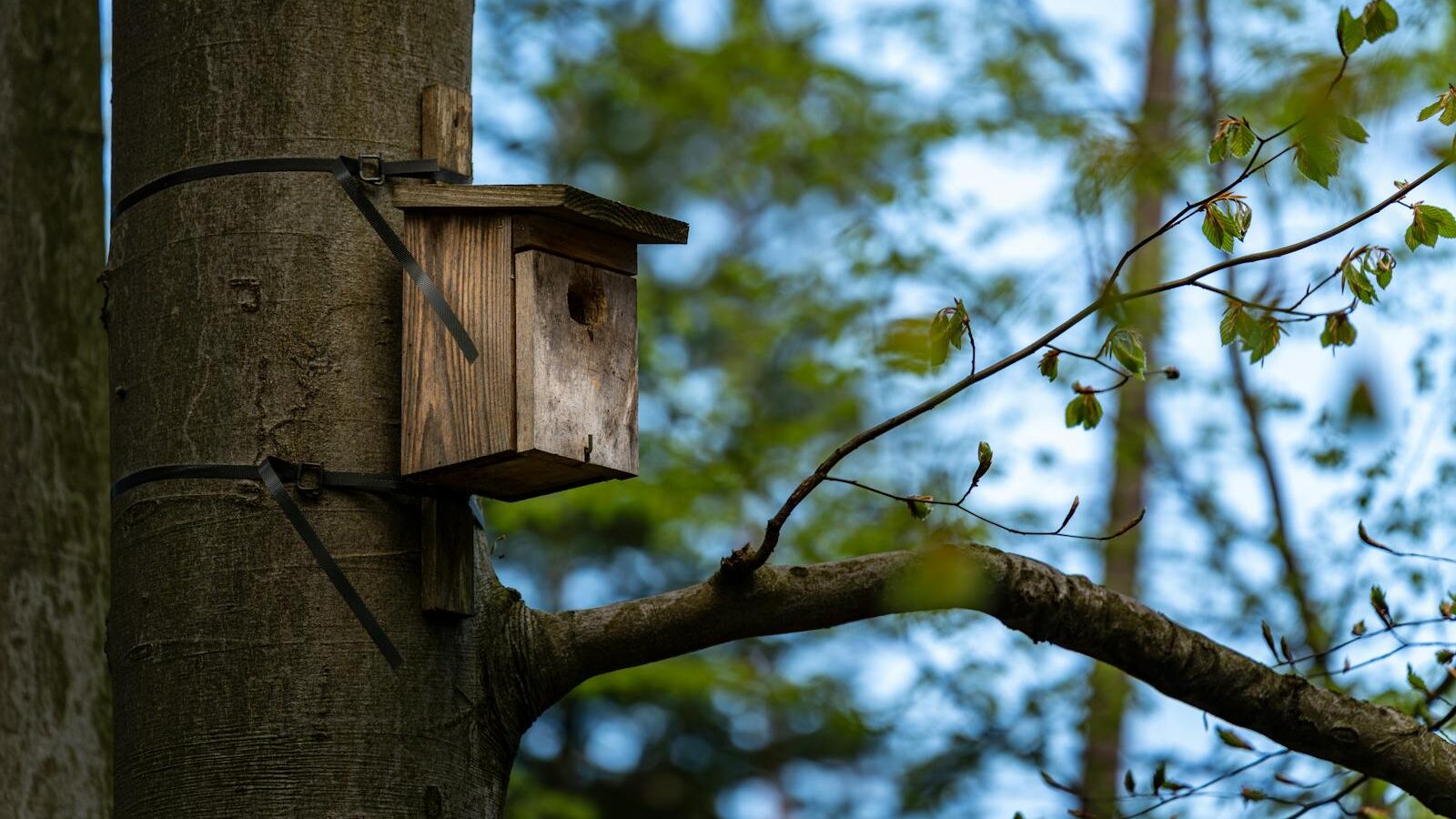 A wooden nest box mounted on a tree with zip ties