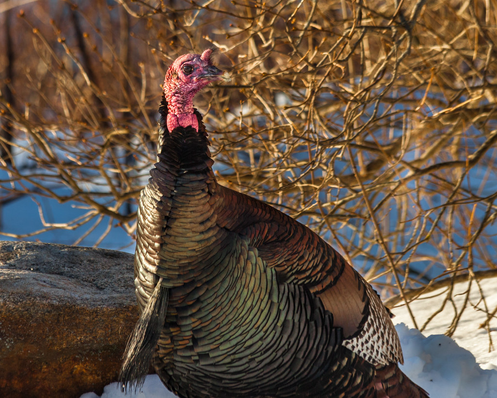 A wild turkey with iridescent black and brown feathers and a red wattle stands in snow.