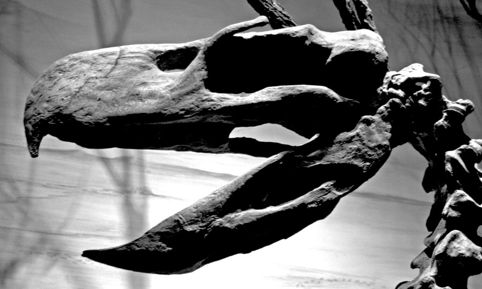 A stark black and white image shows a fossil skull of Paraphysornis brasiliensis.